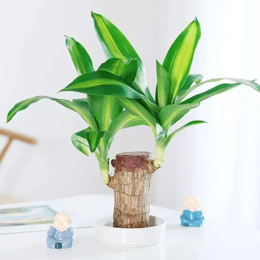 Big Size Lucky Brazil Wood Plant |š„FLAT 50% OFF SALEš„