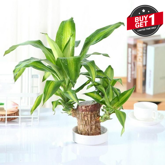 Big Size Lucky Brazil Wood Plant |š„Buy 1 Get 1 Freeš„